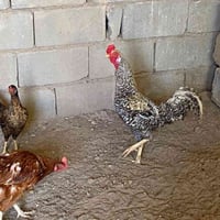 دجاج هراتي • ٣ أفراخ • دجاجة عرب