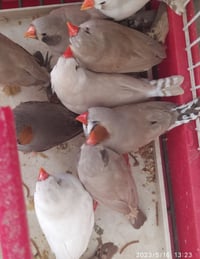 جانبو • خشنات • طيور محمية • طيور للبيع • حيوانات للبيع • جانبو خشنات ...