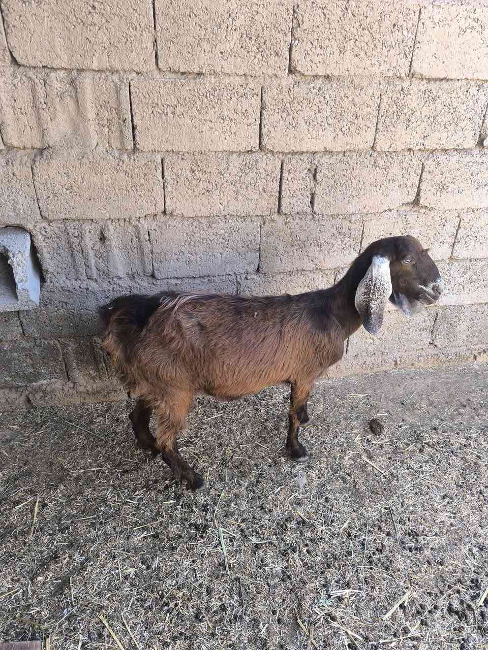 السلام عليكم معز للبيع الحمرة الجرنة جذعة ثاني بطن وراهة توم جدي وصخلة السودة والجمة جذاع لجب توهن مبدلات سنين سنين 
للبيع ويرهم مراوس بحلال 
حلال رقم واحد 
***********
