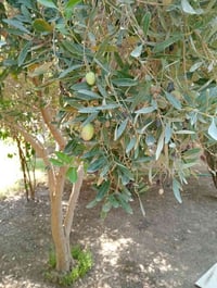 مزرعة ٥٠ دونم • الخط السابع • كهرباء