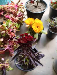 حسن يوسف • نبات زينة • عامرية الفلوجة