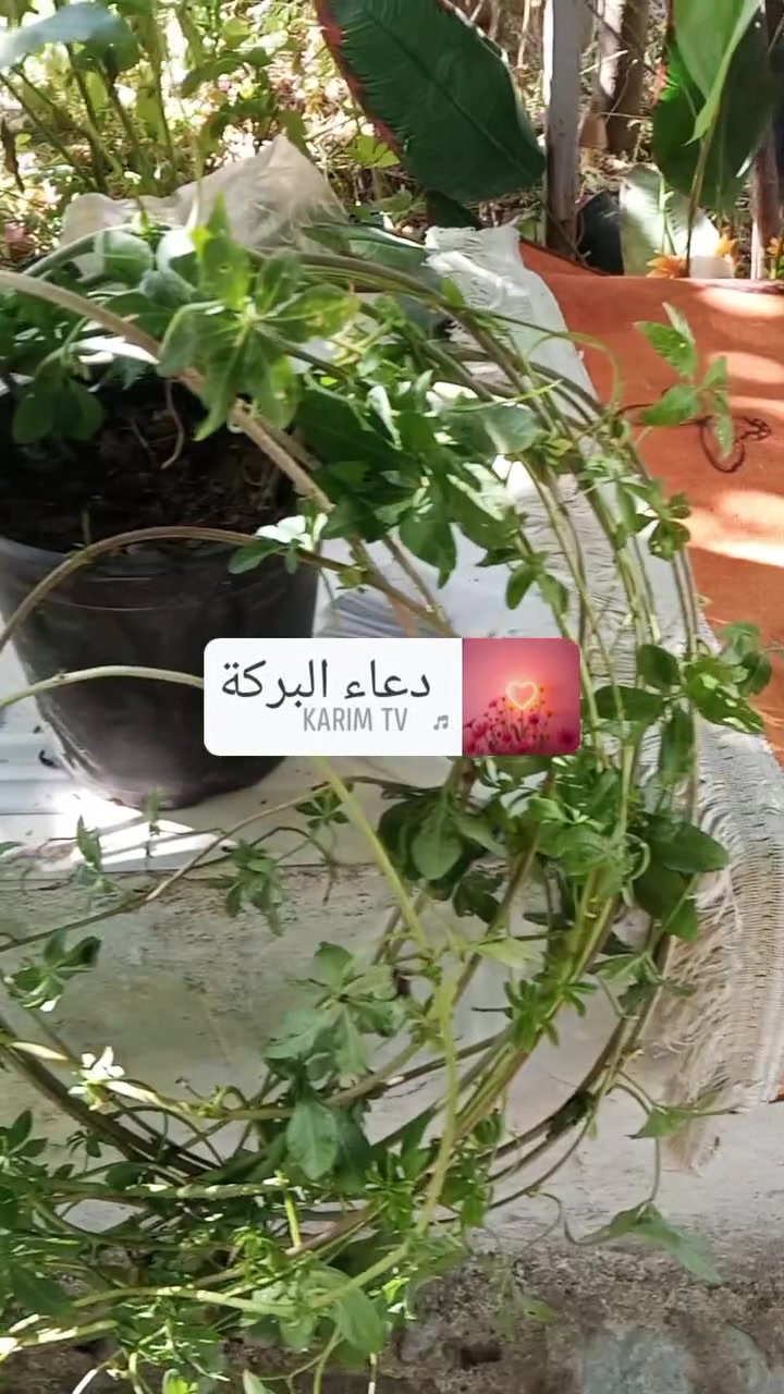 السلام عليكم
متسلق ست الحسن بهلجمال والحجم الحلو سعره 8000 آلاف واكو ازغر منه على 3000 يوجد توصيل لجميع المحافظات.


**إذا كنت صاحب هذا الإعلان وتريد حذفه لأي سبب، رجاءا أرسل رسالة إلى الدعم الفني**