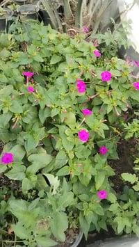 بذور ورد المساء • استوائية نادرة • توصيل السماوه