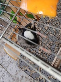 بلبل • أليف • يغرد