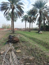 للبيع دونم و500 متر سند 25 تحويل مباشر بسم المشتري بغداد الراشدية قرية...