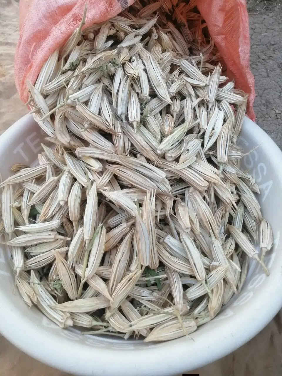 بذور باميا متعهد كل شروط الانتاج لهلوبه شرط الحوي 
30كيلو شلع 25الف
كيلو كيلوين 35الف العنوان الصويره *********** غير متواجد على الفيس
