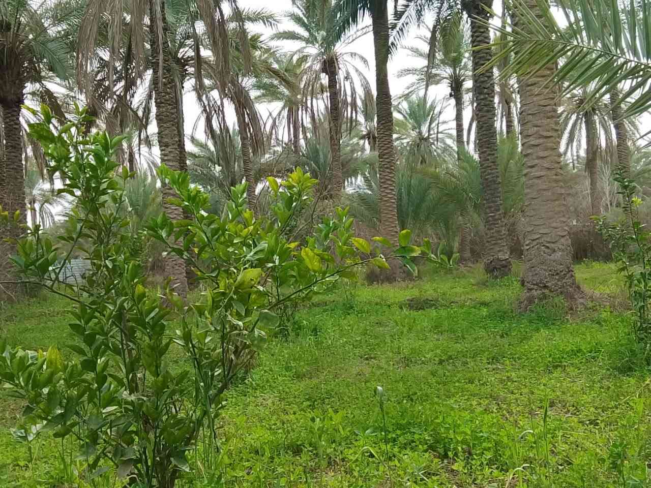 يوجد ثلاث دونم مع بيت في منطقه حسينيه كربلاء سعر دونم ١٢٥مليون الاتصال على ***********
