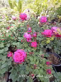 نباتات خارجية • مشتل زهور الطائي • الامين الثانية