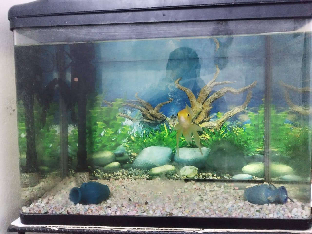 حوض سمك للبيع سعره 35


**إذا كنت صاحب هذا الإعلان وتريد حذفه لأي سبب، رجاءا أرسل رسالة إلى الدعم الفني**