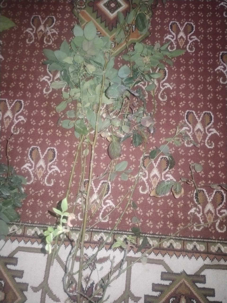 بسم الله الرحمن الرحيم 
حمله ميسان الخير 
الى روح سيدي مومولاي السيد الشهيد محمد محمد صادق الصدر قدس الله سره الشريف اقلام منوعه مجاني
اقلام منوعه 
اقلام جهنمي ابيض 
اقلام جهنمي احمر فاتح 
اقلام تكي عراقي 
اقلام تكي كندي 
اقلام زيتون
اقلام ورد جوري عراقي سلطاني عطري
اقلام ورد جوري ايطالي 
اقلام ورد الميناء
اقلام ورد رازقي عطري 
اقلام عنب 
بس ارجو منكم قراءة الفاتحه او الدعاء الى روح سيدي مومولاي السيد الشهيد محمد محمد صادق الصدر قدس الله سره الشريف 
مشتل الزهراء في ميسان ع العماره بستان دور النفط شارع مقبره الصابئه قرب جملونات بيت العنتاكي للدواشك والحصران داخل الفرع 
***********
***********
