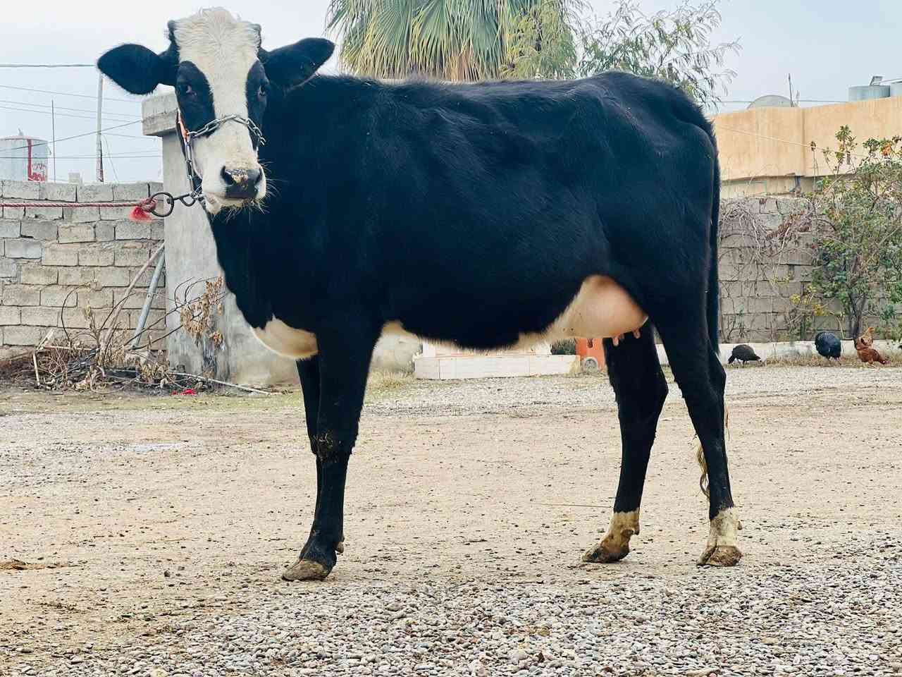 السلام عليكم ورحمة الله وبركاتة اباچير محططات على ميلاد سمتال على كل عيب ناصحات مال بيت اجل وشرب الاستفسار ع هاذه الرقم *********** ملاحظه يرهم مراوس بحلال الموقع ناحيةالزاب
