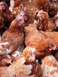 دجاج احمر • دجاج بياض • الرمادي 6 كيلو