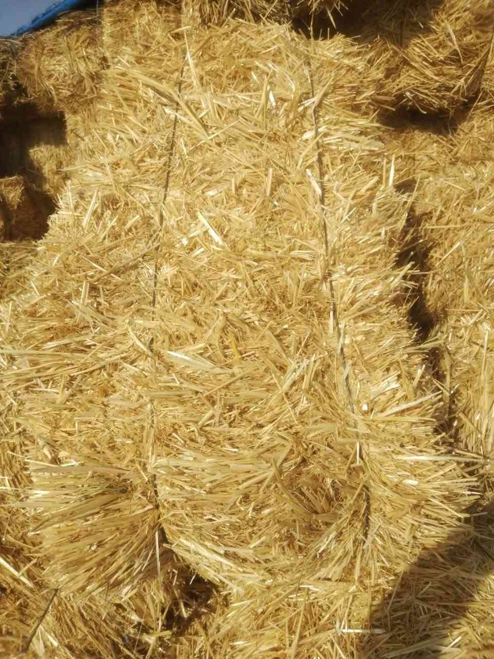 كبس للبيع
واسط الدجيلي 
كبس نظيف ومغطى 
***********
