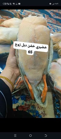 خضيري خشن دبل صيد دوشه تازة ومنضف للجدر زوج ب65 توصيل الفين داخل العما...