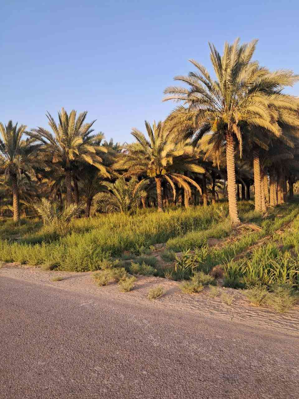 السلام عليكم
بستان للبيع  مكان (كربلاء قضاء الحسينية) مساحة اقل الدونم ١٨٧٥ متر يبعد عن مركز المدنية 23 كيلومتر ويبعد عن الشارع الحسينية ٢كيلومتر تحويل مباشر باسم المشتري سند 25 ارض كافة الخدمات تبليط وماء تصلح منتجع او سكن سعر 115 قابل للتفاوض 

للاستفسار اتصل ***********
