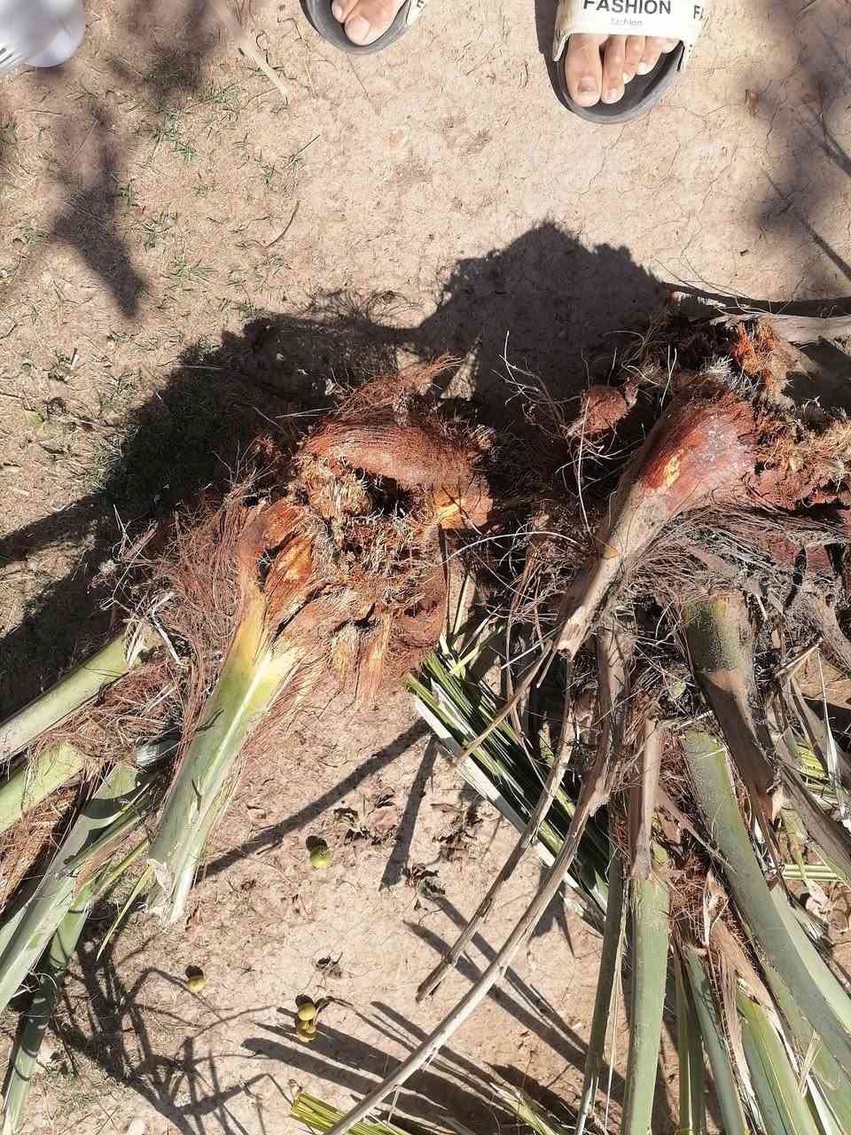 عندي هاي 5 نخلات للبيع اليريد يسويهن جمار او بيهن يمكن 3 عدلات ينزرعن وسعر مناسب صويره حي الزهور *********** واكو بعد زغار ماصورتهن
