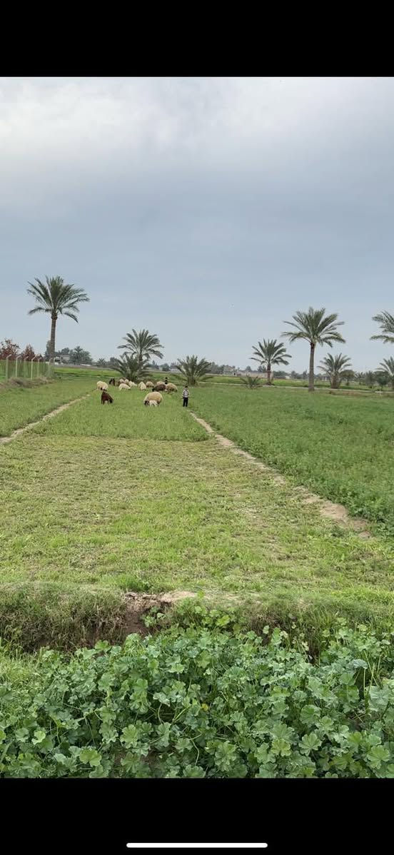 دونم للبيع _ ابو غريب- حميد شعبان 
 خدماته : ماء كهرباء تبليط
الواجهة: 33.4 متر 
النزال: ٧٥ متر 
*********** بي واتس
***********
السعر : ١٣٣ وبي مجال
