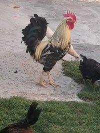 ديوجة • مخاليف زوج • جسر مهروت
