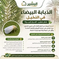 ذبابة بيضاء • آفات النخيل • الحلة