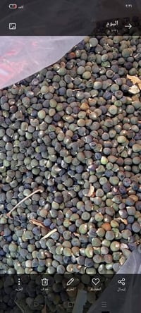 يوجد بذور باميه للبيع درجه اوله شرط الحوي خير من الله ومتعهد  ‏‪078388...