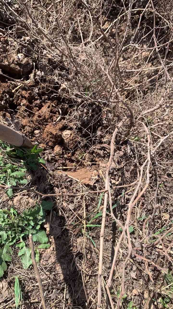 يوجد لدينا شتلات عنب حلواني فرنسي رئاسي اسود بلد كمالي زيتوني
شرط العود الواحد احجام كما موضح بل صوره
للاستفسار ***********
