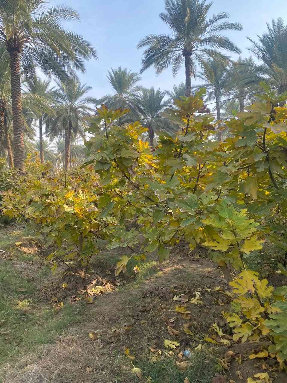 بستان ٣،دونم  طابو زراعي سند ٢٥ مغروسه انواع الفواكه ( تين ،عنب ،تفاح ،نخيل ) فيها بئر ماء صالح للشرب و منظومة سقي 
كافة الخدمات متوفره ماء وكهرباء 
تباع كلها 
تبعد عن الشارع 700 متر عن شارع المنطقه
#الحله_منطقه_هوى_الشام
للتواصل 
***********
