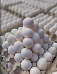 بيض عراقي • إنتاج جديد • عروض رمضان