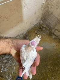 زوج كوكتيل • بينو • مسيب