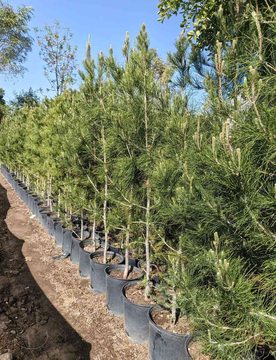 اللهم صل على محمد وآل محمد
للباحثين عن الفخامة والتميز، نوفر لكم كميات كبيرة من أشجار  الصنوبر (شمع دان).
✅ جاهزة للغرس الفوري.
✅ متوفرة بجميع الأحجام (من الشتلات الصغيرة إلى الأشجار الكبيرة).
✅ مثالية لتزيين الحدائق الواسعة والشاليهات الراقية.
​ملاحظة: البيع جملة فقط. أسعارنا خاصة للكميات الكبيرة 
العنوان : بغداد الكريعات
​📞 للتواصل والاستفسار : ***********
لاتوجد خدمة توصيل
ومن الله التوفيق  .
