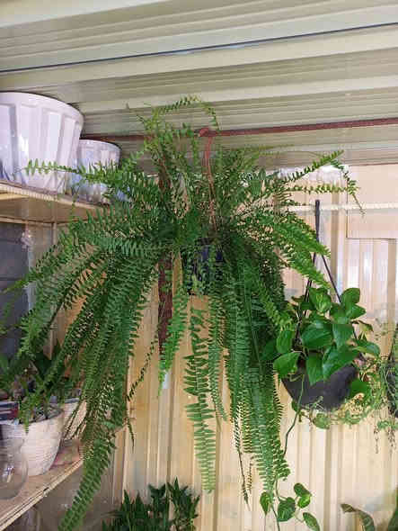 🥀🥀🥀🥀🥀مشتل الجمعيه 🥀🥀🥀
يتوفر لدينا مجموعه انواع من الظليات الداخلية
بتموس هولندي..قاروره..سندان فخار وسيراميك
الدجيل الجمعيه خلف الدفاع المدني 💯 
للاستفسار *********** واتساب مازنجر 
توجد لدينا خدمه توصيل داخل الدجيل 💯
