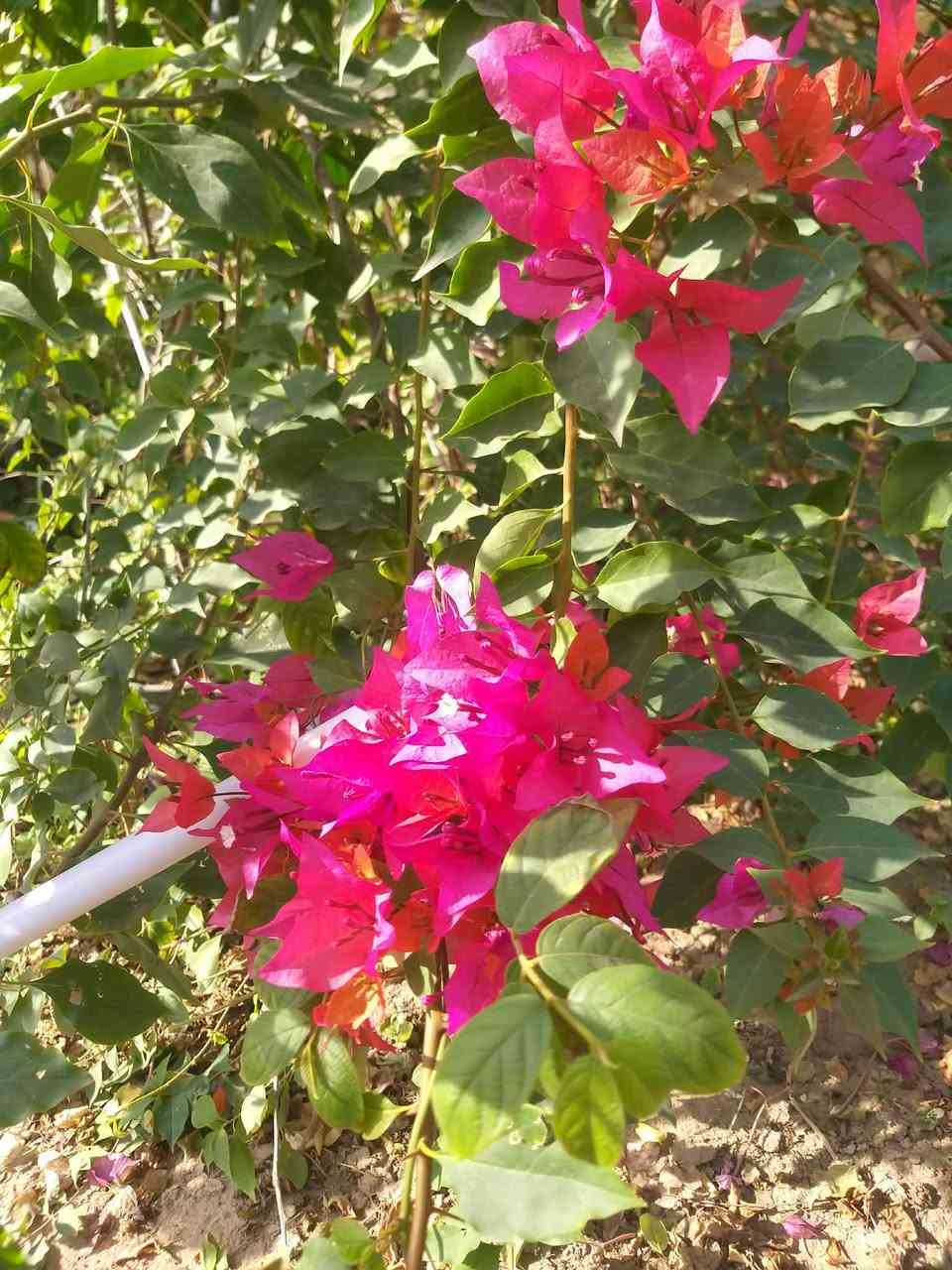 السلام عليكم احبتي الكرام يتوفر جهنمي متسلق هاي الاوان الي بالصور يوجد خدمه توصيل بغداد وديالى فقط
***********
