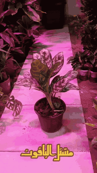 مشتل الياقوت🪴 جمال ينمو وفخامة تدوم 😍 للحجز والاستفسار مراسلة الصفحة  ...