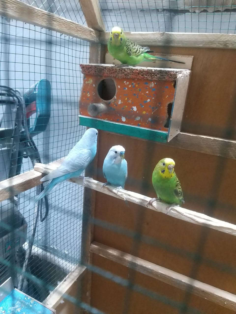 طيور حب للبيع هنه وقفصهن شلع ٧٠


**إذا كنت صاحب هذا الإعلان وتريد حذفه لأي سبب، رجاءا أرسل رسالة إلى الدعم الفني**