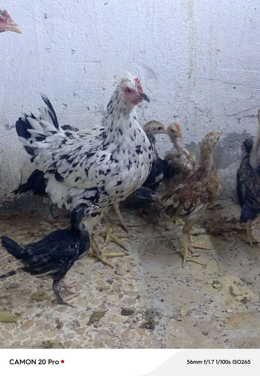 سلام عليكم دجاجات للبيع وراهن 11المكان ديوانيه حي النهضه 3الستفسار اتصال رقم الهاتف 04885401534


**إذا كنت صاحب هذا الإعلان وتريد حذفه لأي سبب، رجاءا أرسل رسالة إلى الدعم الفني**
