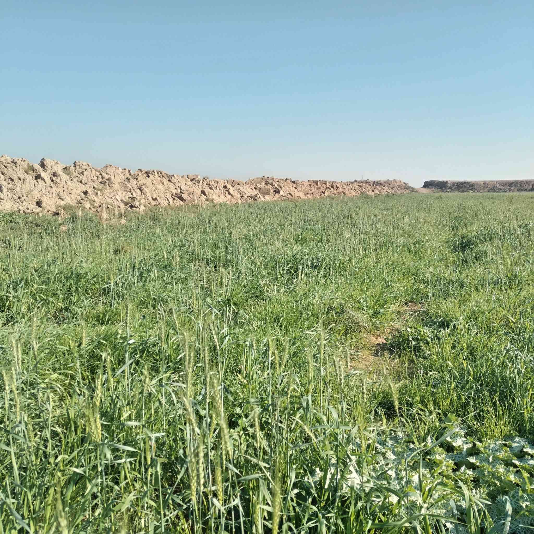 سفحه للبيع 45 دونم كله ضاربه نايمه
مكان  طريق سيد أحمد رفاعي  بصف بزل يم  بوريات الزيديه  ماي متوفر بيها
  للاتصال ***********
***********
