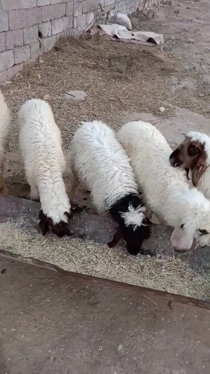 5طليان للبيع كصه وحده 2نثايه و3ذكوره طليان حلوات مال نذر الشراي بيه خير ويدلل مكان الكوت الخاجية شارع بدرة وهذا رقمي ***********
