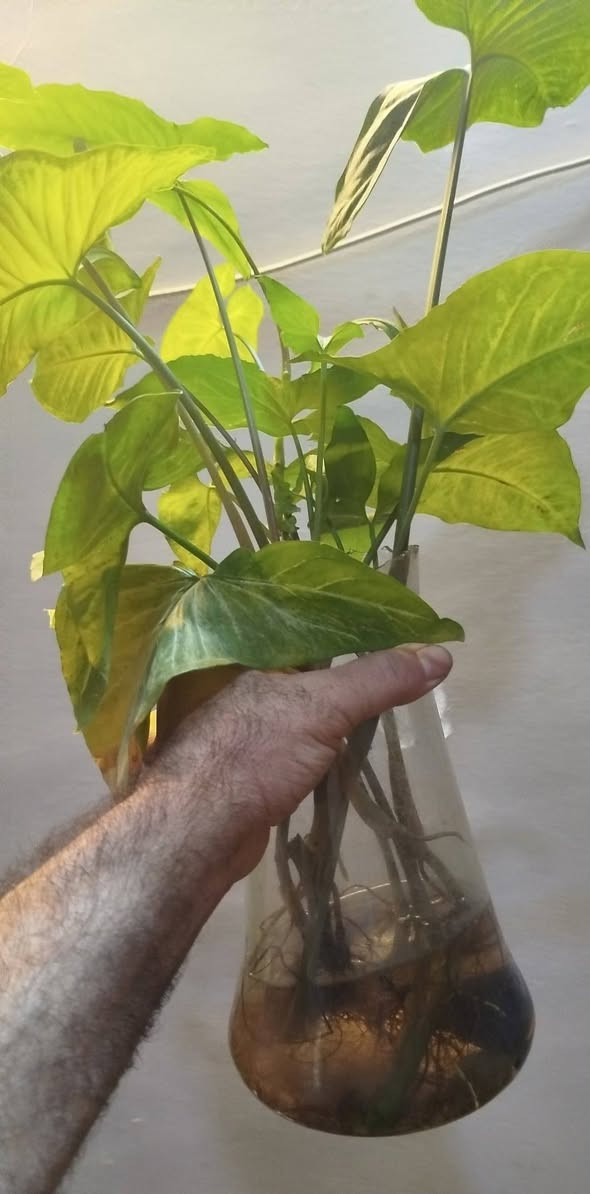 لأنّ حلالك ونباتاتك تهمك وتهمنا.. نحن ايضا سمعتنا تهمنا لان الصدق والامانة رأس مالنا! نعرف تماماً أن السوق أصبح مليئاً بالعروض، ونعلم أن الكثير منكم تعرض لخيبة أمل بسبب أسمدة مغشوشة أو وعود زائفة من صفحات غير موثوقة.
​نحن في [ فواز المولى أسمدة الزراعية المائية ] لا نبيعك مجرد كيس سماد، نحن نبيعك "نتائج" تسرّ خاطرك و"أمانة" نتحمل مسؤوليتها أمام الله وأمامك.
​لماذا تشتري منا وأنت مطمئن؟
✅ الضمان الذهبي: حقك في استرجاع المبلغ بحالة لميثبت المنتج جودة ترضيك
✅ الأصالة أولاً: جميع أسمدتنا من مناشئ عالمية ومحلية رصينة، ومعززة بشهادات التحليل والباركود الأصلي.
✅ تجربتنا برهاننا: نحن لا نعرض منتجاً إلا بعد اختباره وتوثيق نتائجه مع نباتاتي الخاصة.
✅ لسنا مجرد صفحة: نحن متواجدون معكم بخبرتنا الاستشارية لنعطيك السماد الذي يحتاجه زرعك فعلاً، وليس الذي نريد بيعه فقط.
​رسالتنا لكل مزارع ومحب للزراعة:
الغش قد يربح صاحبه مرة، لكن الصدق يبني جسوراً لا تنقطع. جرّبنا مرة، وستعرف الفرق في جودة المنتج وبركة الزرع. لمشاهدة اراء الزبائن
➡️ شاهد رأيهم عن جودة المنتج عبر هذا الرابط:
https://www.facebook.com/share/p/19KXWLJ11S/
​📍 موقعنا: [موصل سايدين حي العامل]
📞 للتواصل والاستشارة: [***********] واتساب
🚚 خدمة التوصيل متوفرة لكل المحافظات مع ضمان استرجاع المبلغ بحالة لم تثبت جودته 
#فواز_المولى
