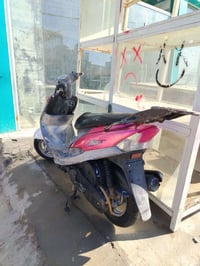 ماكس منغولي • بوشة ٥٥ • بابل حلة وردية