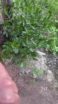 ساعة مال بالة • أصلية • مكالمات