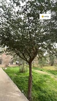 دراجة بيجي • نضيفة