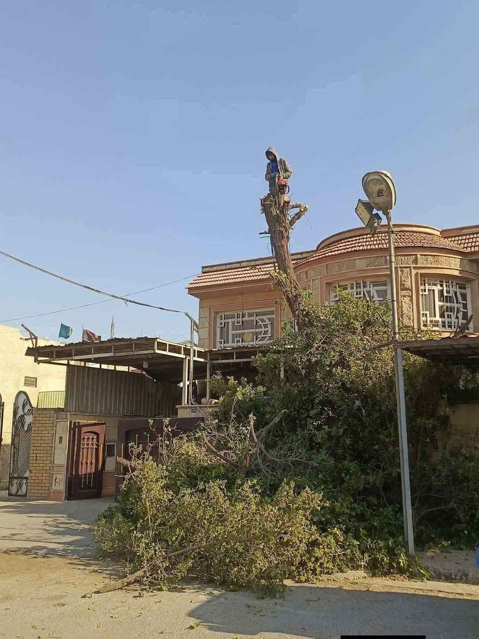 📢 خدمة قطع الأشجار ونخيل   في بغداد – الكرخ والرصافة 🌴✂️واتساب ***********
