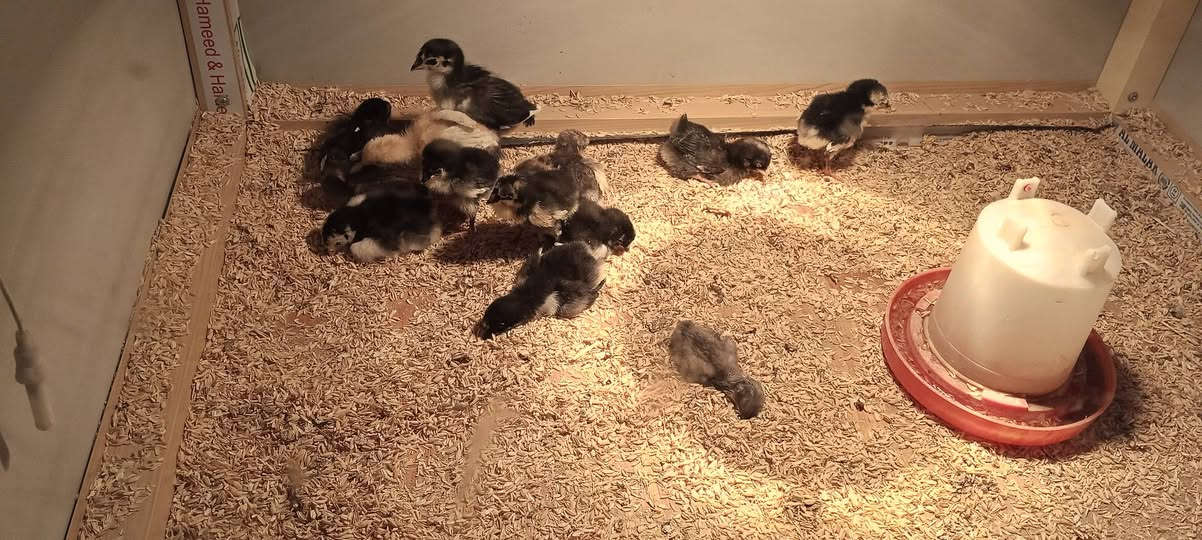 متاح
مفقصه صنع محلي
المنيوم تغليف فول عازل اجهزه حديثه
فول اوتوماتيك تقليب اوتوماتيك مبخره اوتوماتيك 
عنوان موصل الرشيديه 
شراي يتفضل على خاص 
 ***********📞
