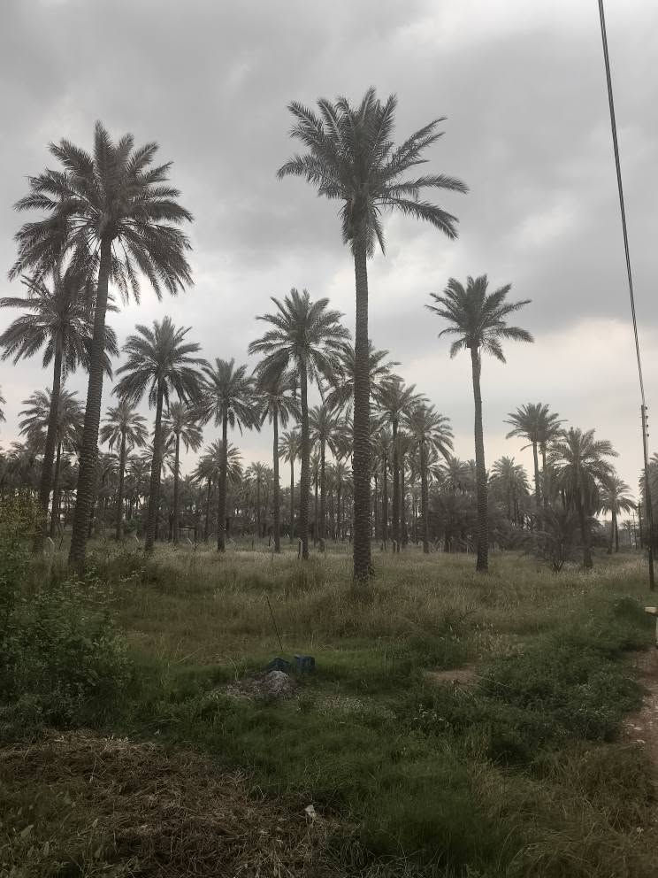 نصف دونم للبيع
 ملك 25
العنوان المدائن
مقابل الفرقة الاتحادية
ثالث دونم عن الشارع العام
الواجهه 51 ونصف النزال 24 ونصف
الخدمات
ماء اسالة+كهرباء+ماء سقي
للاستفسار عن السعر الاتصال على الرقم *********** بغداد, العراق
