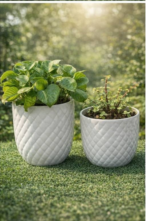 جمال الطبيعة في متناول يدك! نباتات خارجية تُزين حديقتك، ونباتات ظلية تضفي الحياة على منزلك. متوفرة الآن في صفحتي مدينة الموصل  مع خدمة توصيل سريعة وموثوقة." 
اسعار التوصيل حسب المكان


**إذا كنت صاحب هذا الإعلان وتريد حذفه لأي سبب، رجاءا أرسل رسالة إلى الدعم الفني**