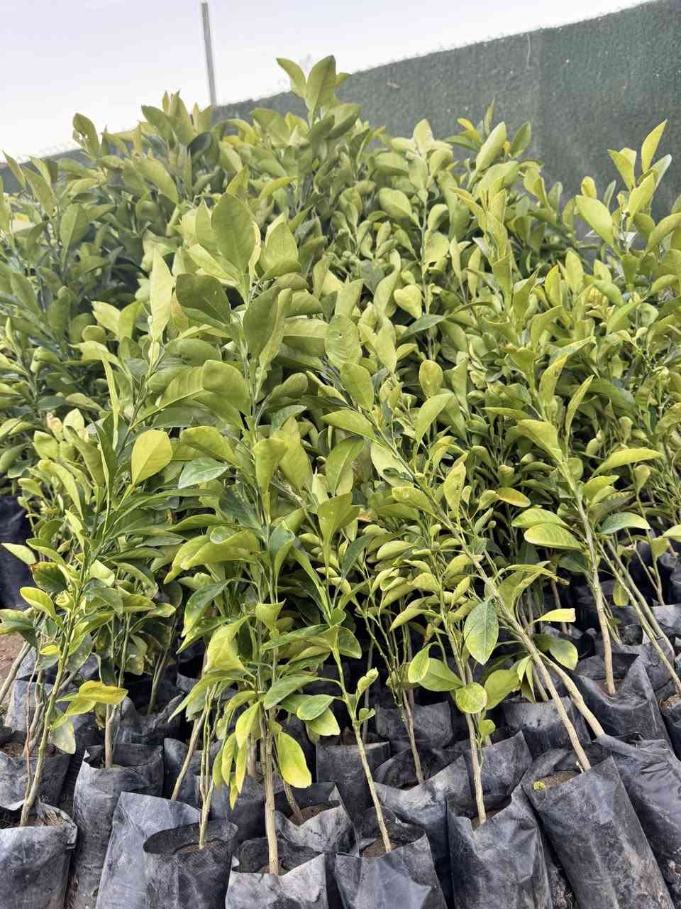 #مشتل_نور_الهدى  **يرحب بكم**
   🌲🌲🌲🌲🌲🌲🌲🌲
وصول وجبة جديدة
من النارنج 
السعر 1000 دينار فقط
هي شجرة حمضيات معمرة دائمة الخضرة، تتميز بأوراقها الخضراء الداكنة، أزهارها البيضاء العطرية (الزهر) وثمارها الكروية الخشنة ذات المذاق الحامض جداً.
اسماعيل ***********
احمد.     *********** 
العنوان محافظة الانبار- حديثة صعدة الحي العسكري 
مجاور مجمع القاصد للأدوات الاحتياطية / مجاور فلس ونص
