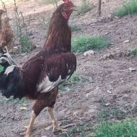 ديج عرب • صحة • المشاهده