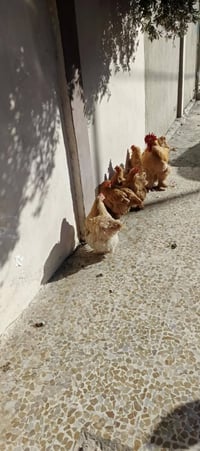 بيض • افراخ كوشن العملاق • توصيل عراقي