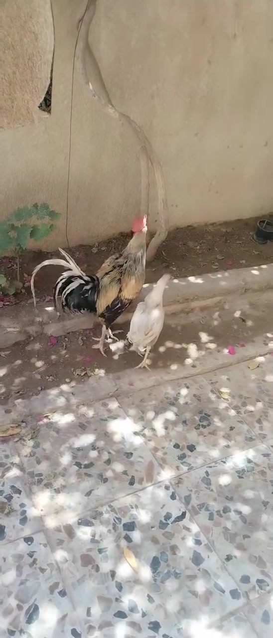اسلام عليكم دجاجات عرب ديج ودجاجه سعرهن ثنينهن ب ٣٠ مكان كربلاء حي الوفاء ***********

