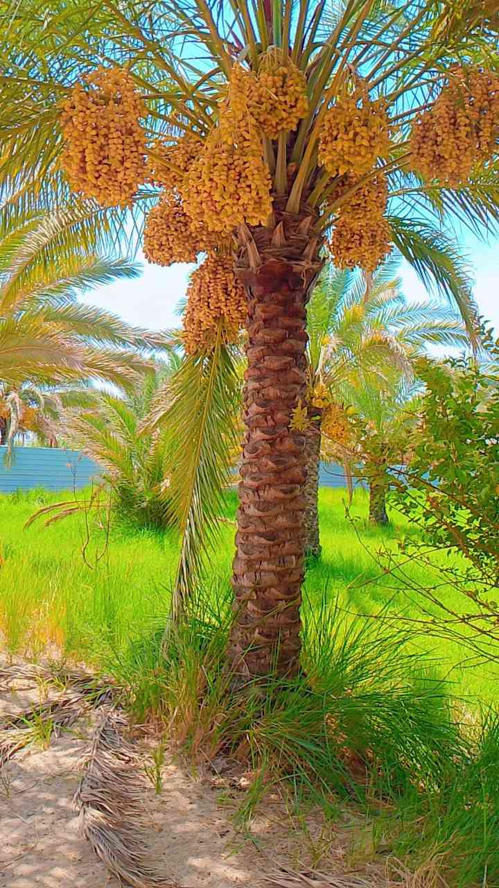 #السلام عليكم #زبائننا الكرام كل عام وانتم بالف #خير عرض اليوم #جديد وغير شكل #للبيع بستان بمساحه 7دونم #ونصف  بواجهه 130متر بستان عامره #بنخيلها واشجارها لمن يبحث #عن الهدوء #والراحه  وتحتوي على #دار بمساحه 180 متر مربع جنس العقار طابو سند 25 تحويل اسهم #الخدمات ماء سقي #سيح وماء أسأله كهرباء #محتويات على المزروعات #تحتوي على اكثر من 20  نوع من انواع #التمور المختلفه والاصناف الجميله #النادره زائد اشجار من #الحمضيات واشجار الفاكهه  10 دقائق عن مرقد الامام الحسين العنوان #كربلاء  المقدسه #شارع بغداد مفرق #الحسينيه مقابل  الجسر الجديد تبعد عن الشارع العام 300 #متر او اقل #البستان مخدومه #وعامره ولا تنقص اي #شيء #للمزيد من التفاصيل #والاستفسارات يرجى الاتصال على الرقم 
#ملاحضه التصوير قديم. 

 ***********

#ملاحظه #غير #متواجد #على #الفيسبوك
