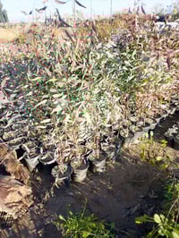 يتوفر لدينا اشجار كالبتوس مزروعة بسنادين حجم 19 الارتفاع واحد متر 1000...